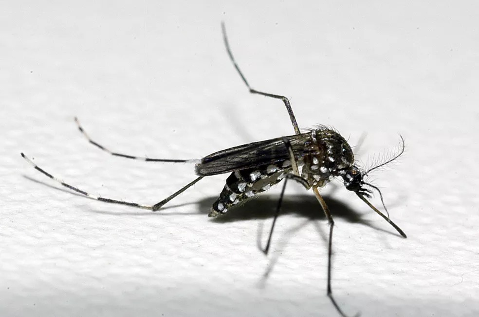 Mosquito da dengue - Foto: Raul Santana/Fiocruz/Divulgação