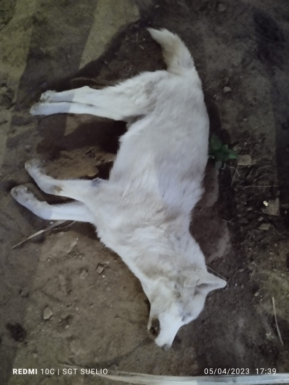 Cão da raça Husky Siberiano foi morto por envenenamento. Foto: Arquivo pessoal