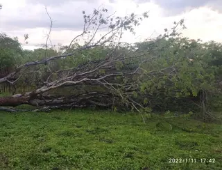 Chuva com forte ventania derruba árvore na zona rural de Itapetim