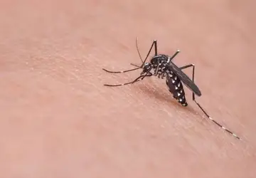 Mosquito Aedes aegypti transmite dengue (Foto: Pixabay )
