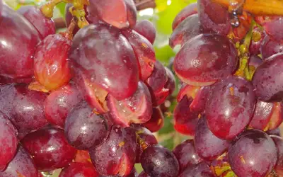 Chuvas causam prejuízos de R$ 45 milhões aos produtores de frutas de Petrolina