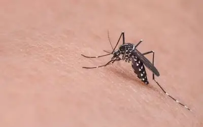 Pernambuco confirma primeira morte por dengue em 2024; homem tinha 53 anos e residia em Tuparetama